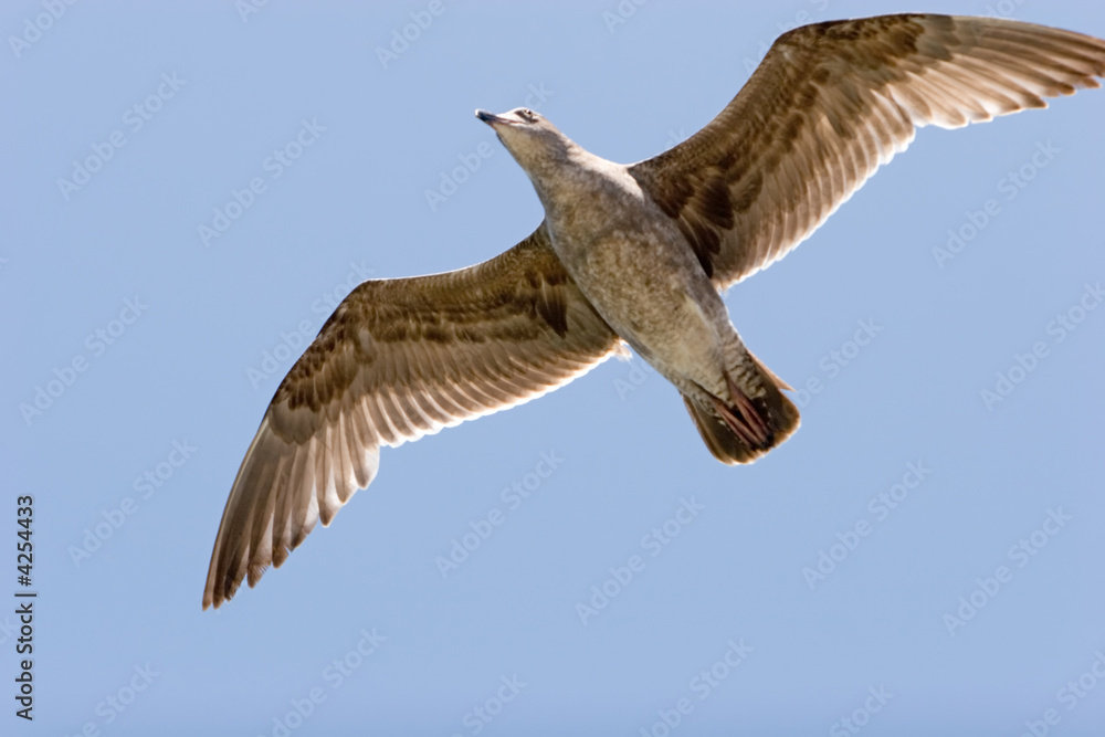 Obraz premium Seagull