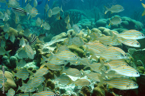 School of small mouth grunts, Bonaire.