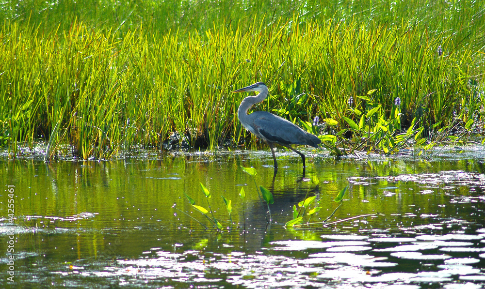 heron1 heron1