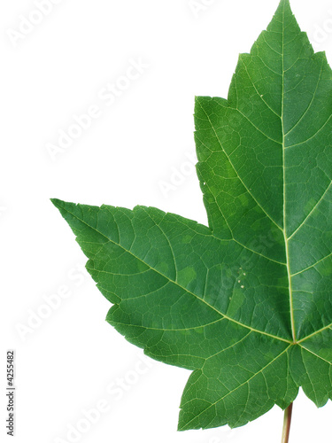 half a leaf