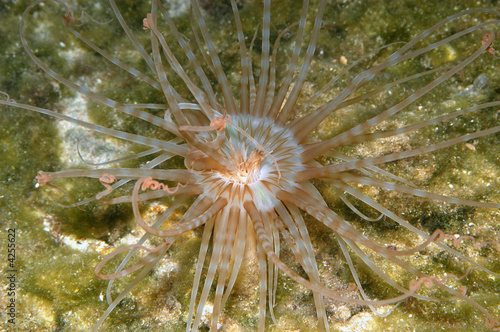 Anemone, Bonaire.