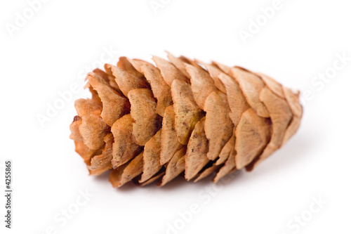 Pine Cone