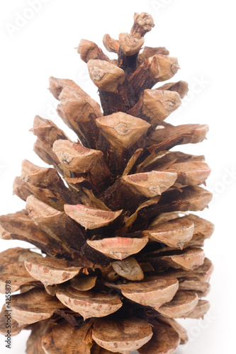 Pine Cone