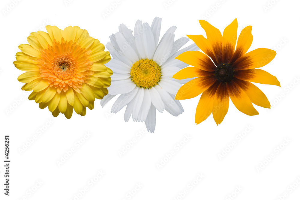 Multi-coloured flowers on a white background Multi-coloured flowers on a white background