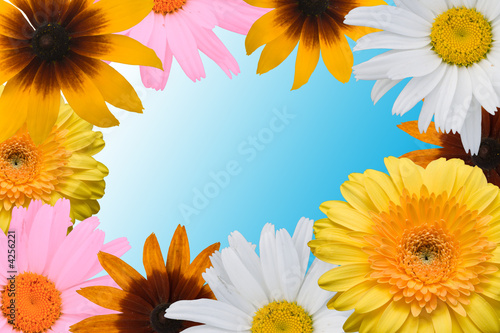 Multi-coloured flowers on a blue background