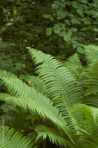 Ferns in the natural forest