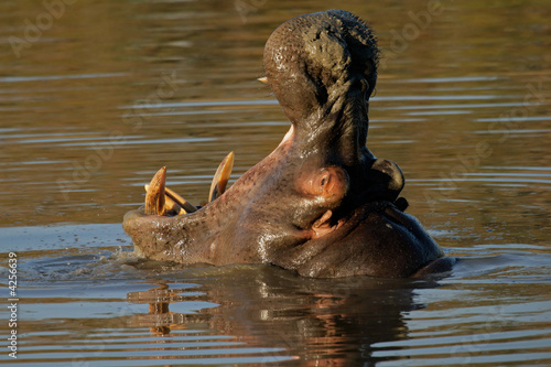Hippopotamus ( Hippopotamus amphibius) yawning