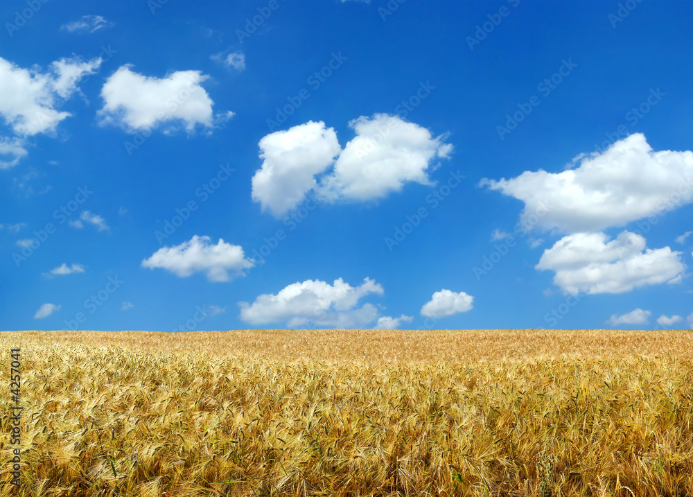 Beautiful summer wheat field XXL