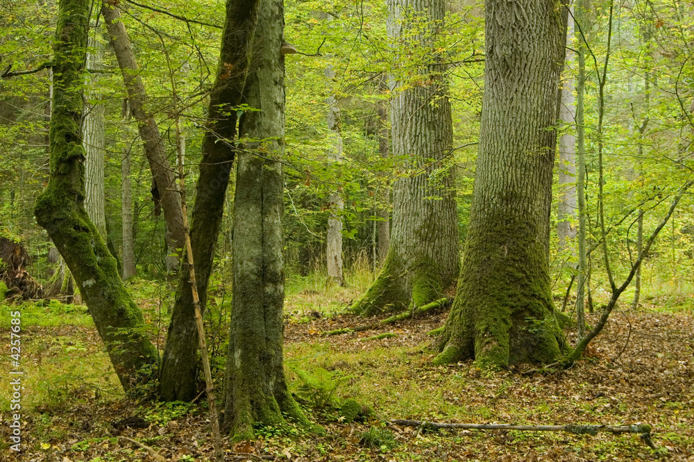 Two old oaks and hornbeams in foreground Two old oaks and hornbeams in foreground