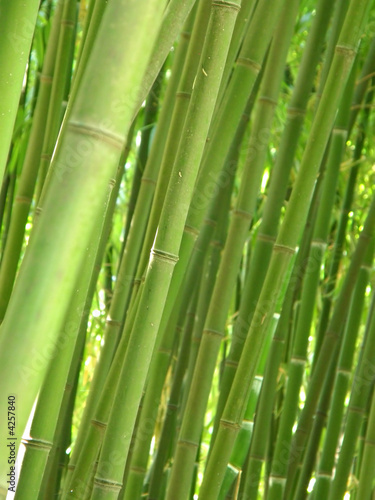 Fototapeta Naklejka Na Ścianę i Meble -  bamboo grove.
