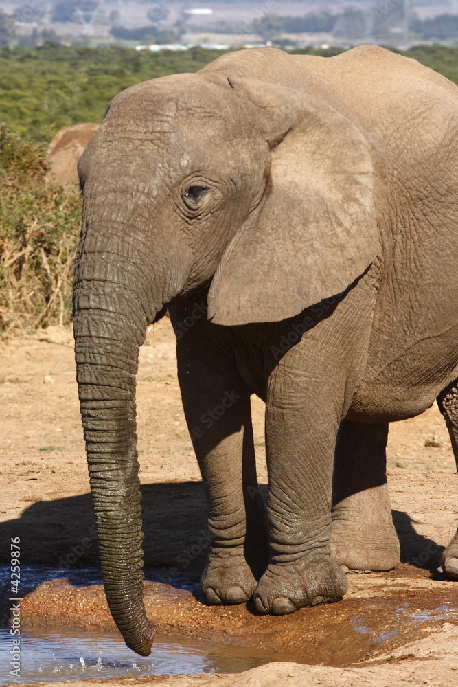 Elephant calf at a waterhole