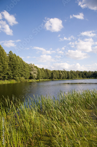 Peaceful lake inside forest