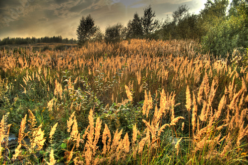 evening field