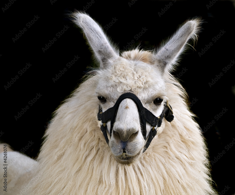 Llama