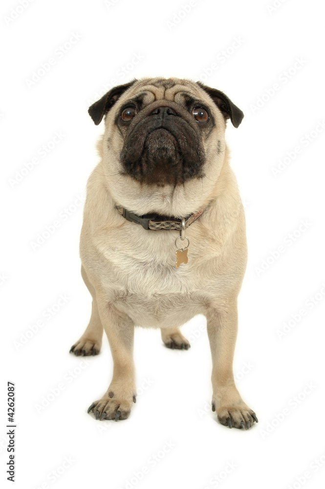 Pug on white background