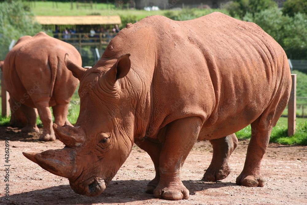 Obraz premium Rhinos Basking in the sun