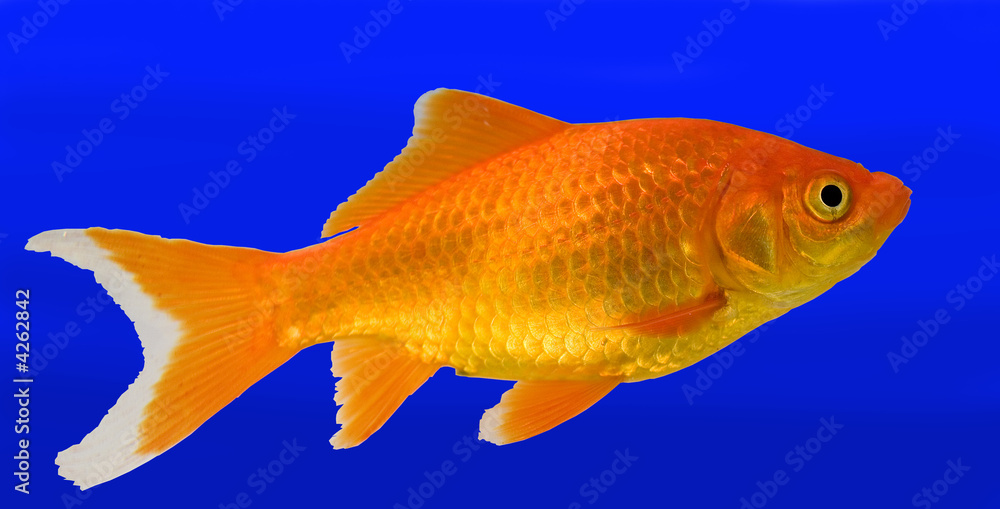 goldfish goldfish