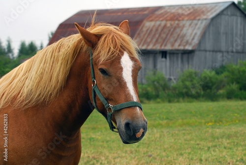 White Horse