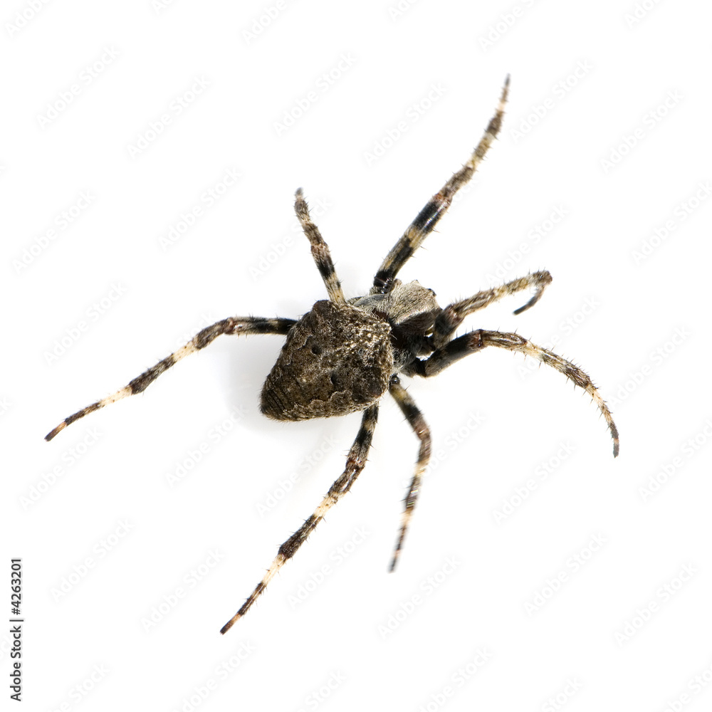Spider running