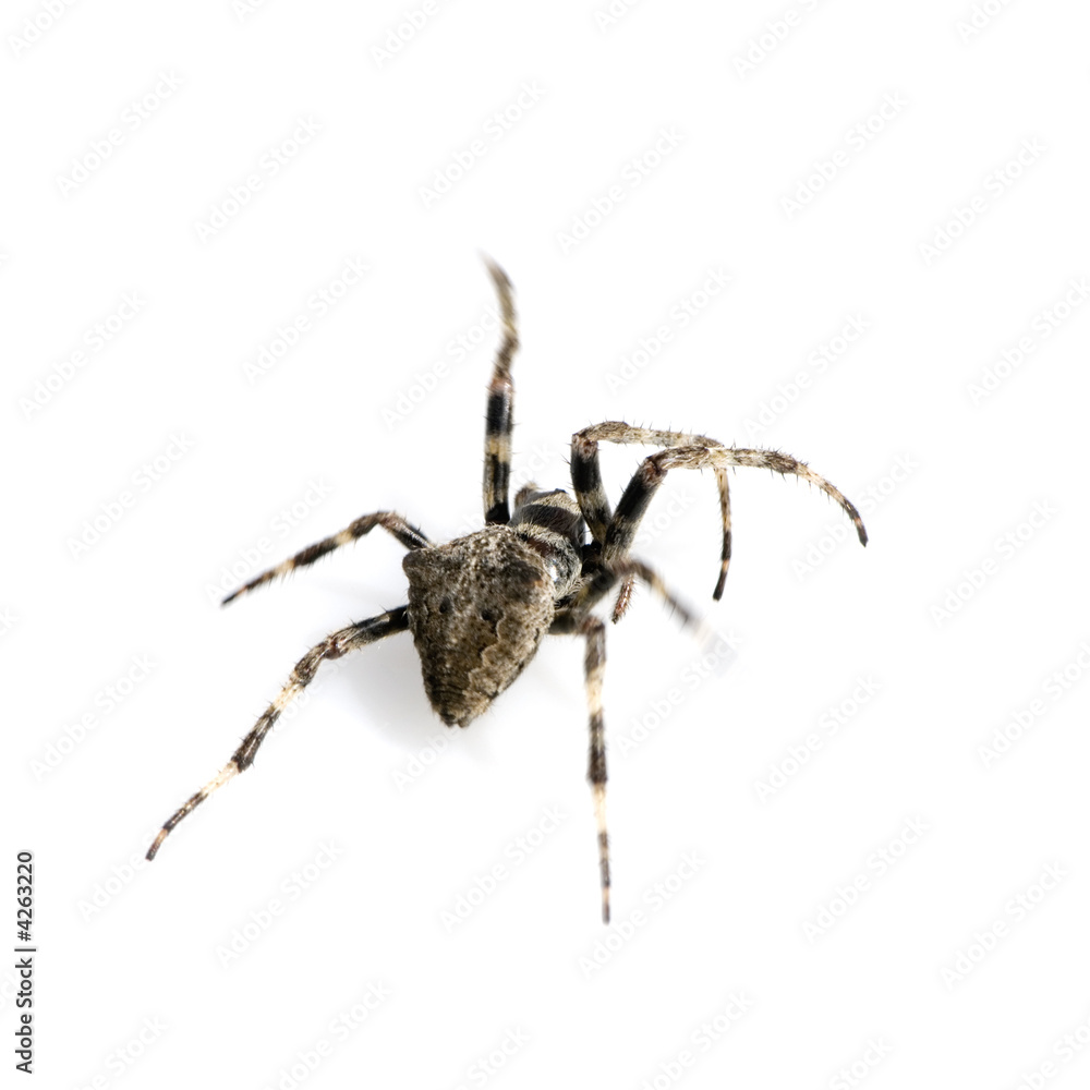 Spider running Spider running