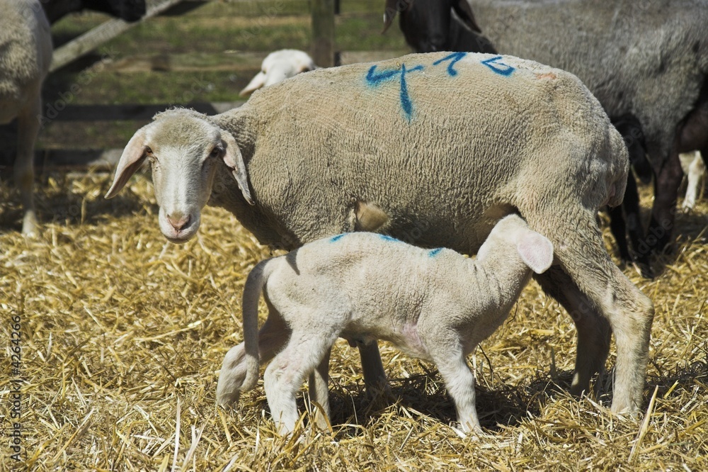 Obraz premium Schaf mit Lamm