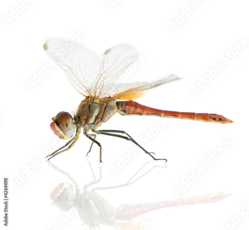 Drangonfly - Sympetrum fonscolombei photo