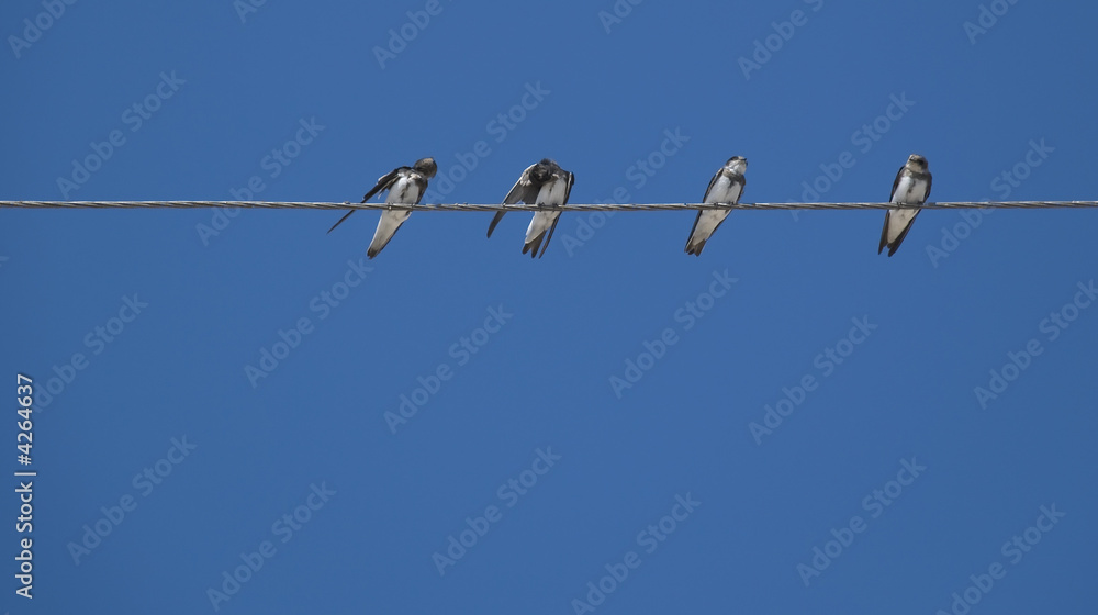 Birds (martlet) sitting on electric wires Birds (martlet) sitting on electric wires