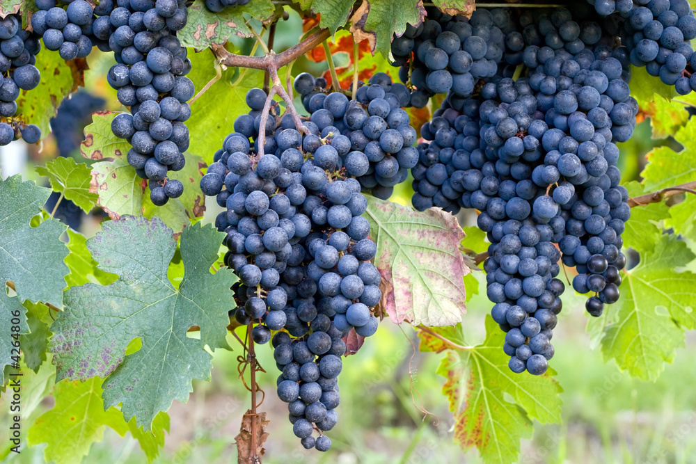 dark blue grapes on vines