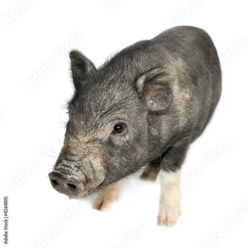 cross-bread vietnamese potbellied pig with wild boar © Eric Isselée