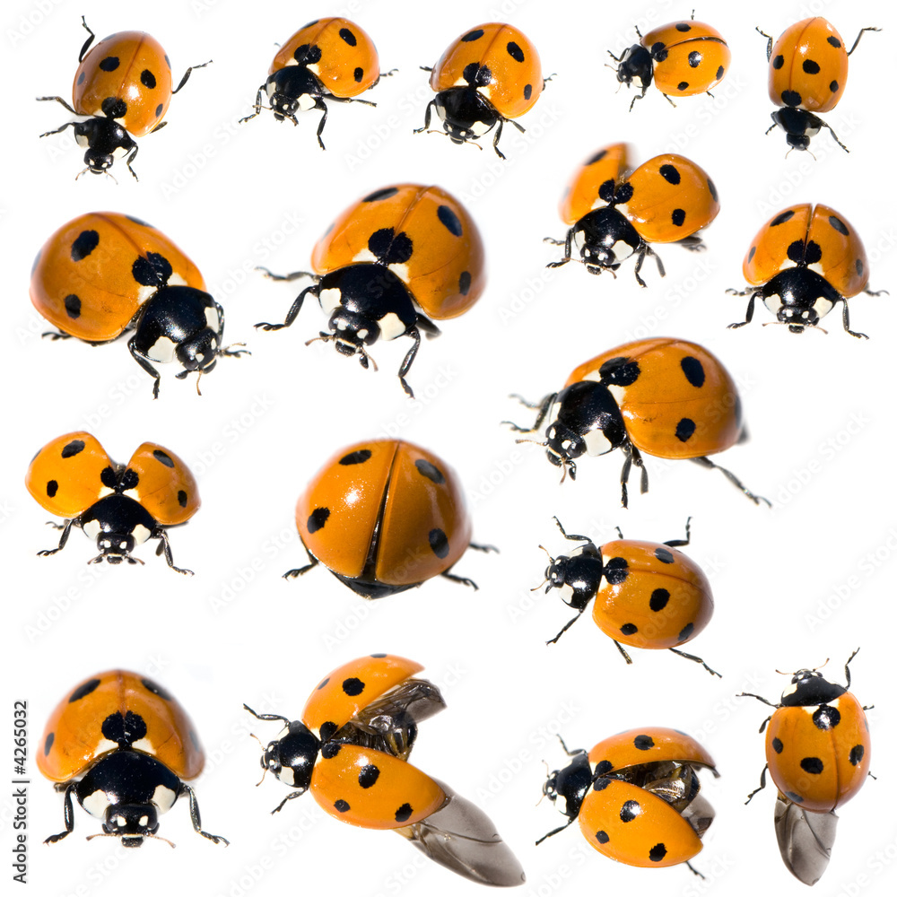 7 spot ladybird in different positions 7 spot ladybird in different positions