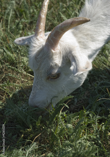 Goat grazed on a pasture
