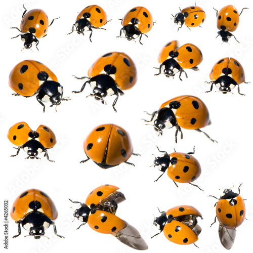 7 spot ladybird in different positions