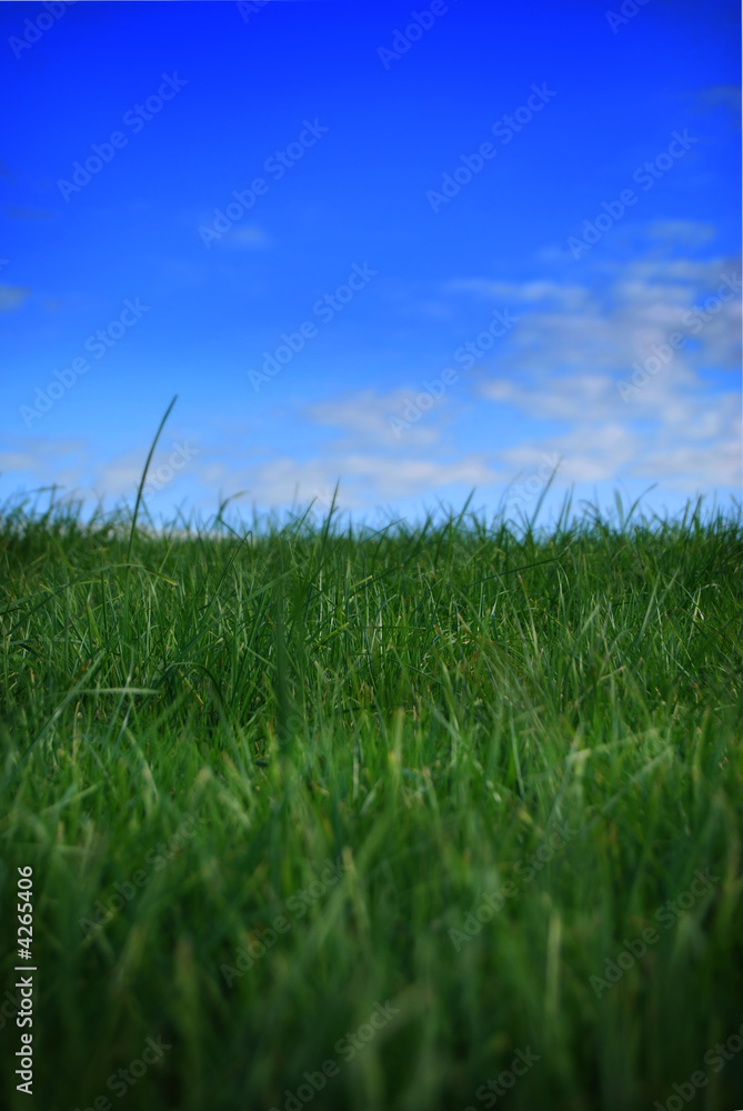 Fototapeta premium Grass and sky