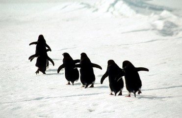 Fotobehang Zuidpoolgebied Adéliepinguïns op Antarctisch ijs  © Fabrice BEAUCHENE