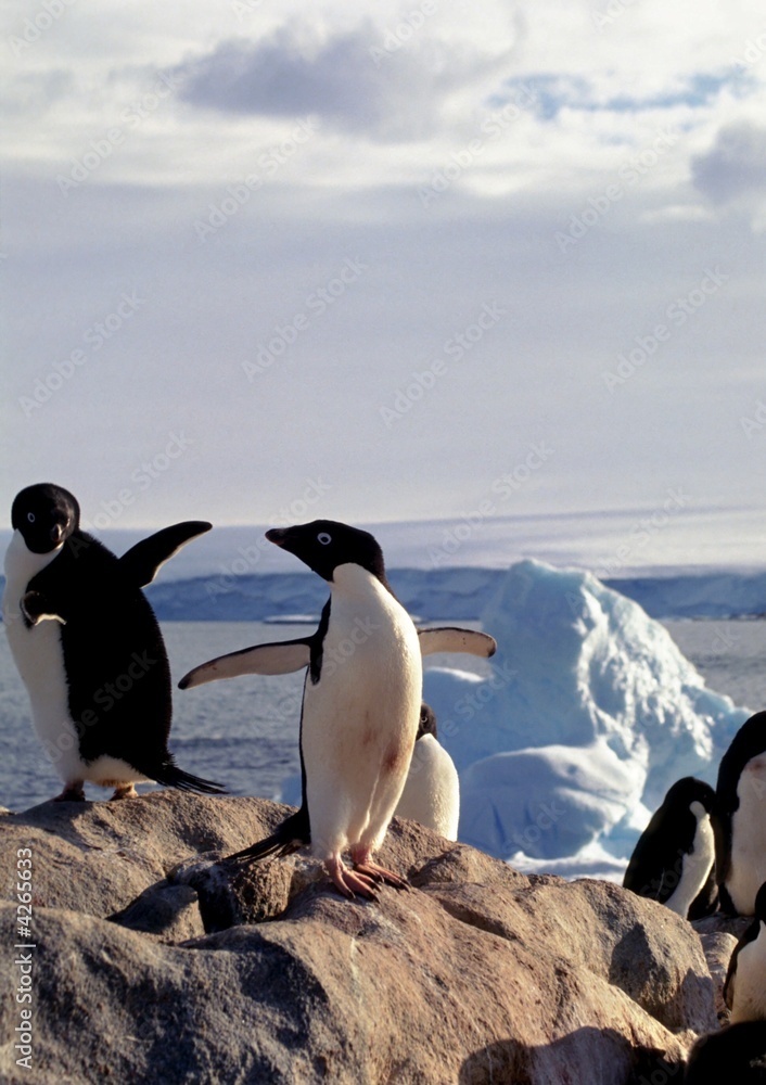 Naklejka premium Adélie devant continent