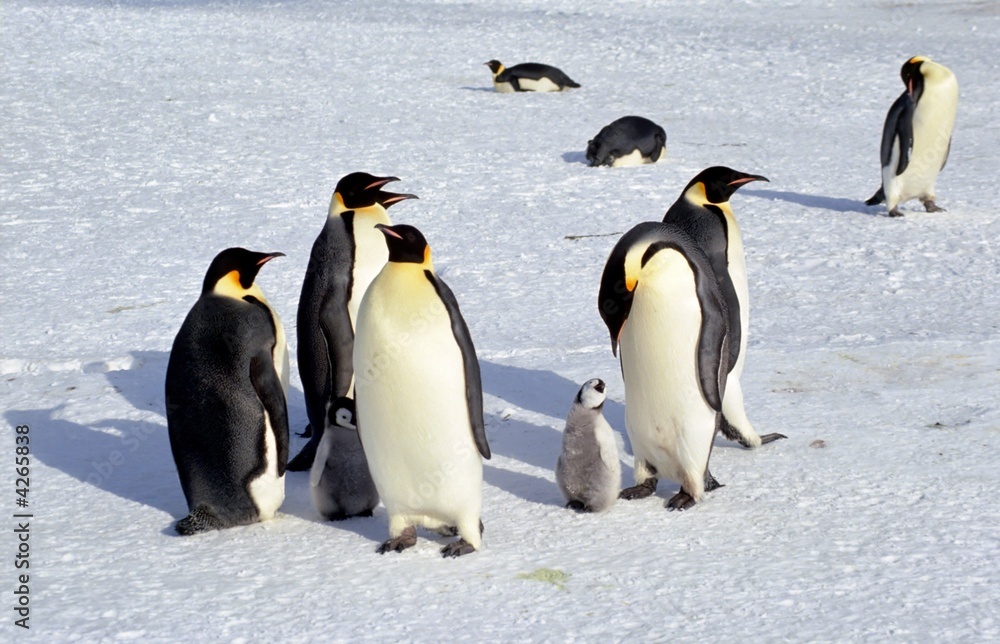 Fototapeta premium Discussion d'empereur