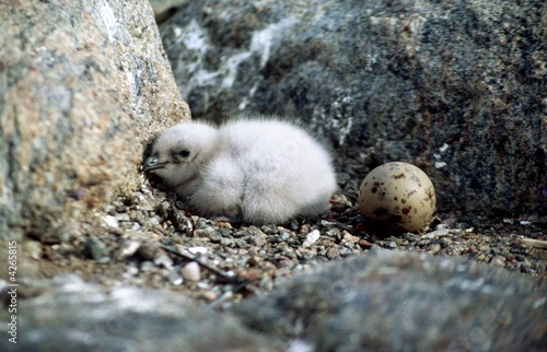 Nid de skua