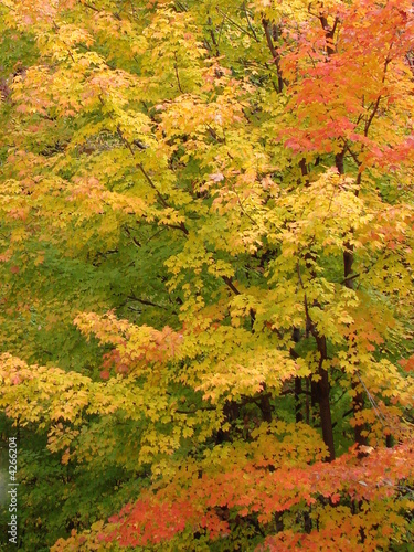 Fall Foliage Background