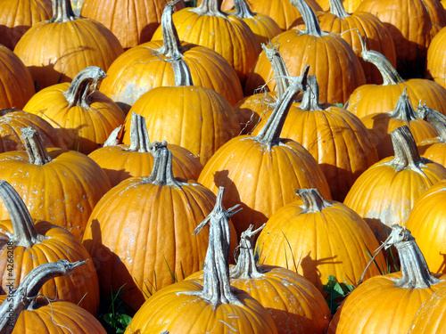 Pumpkins for Sale