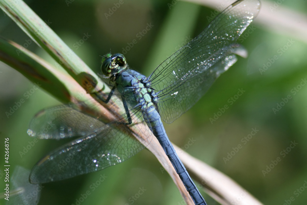 Dragonfly Dragonfly