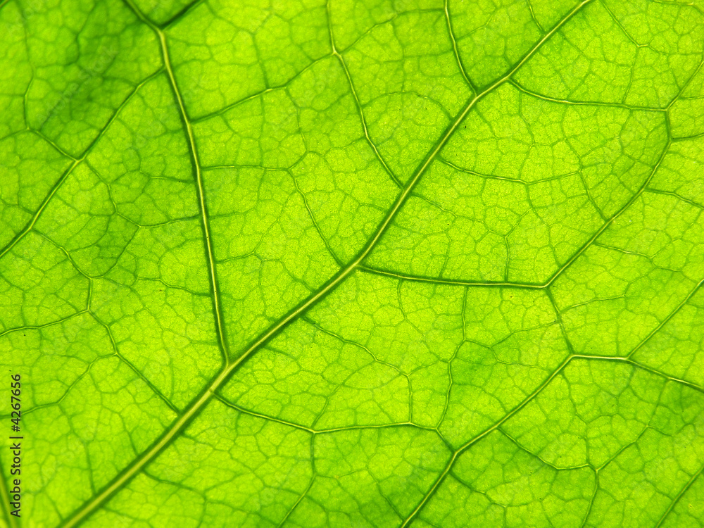 green close-up leaf green close-up leaf