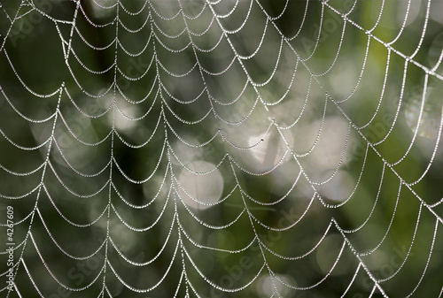Web