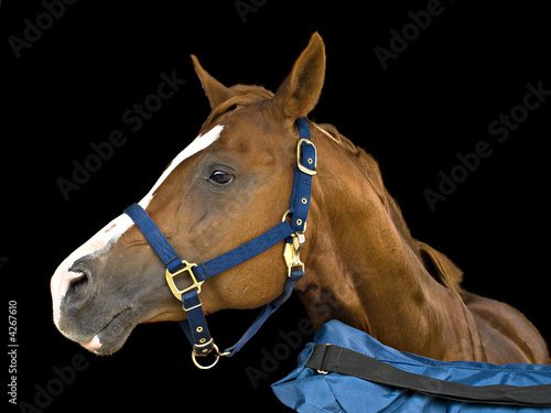 Portrait of a horse © pr2is