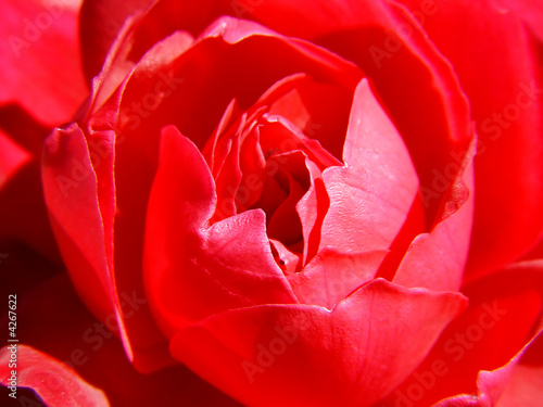 red beautiful close-up rose