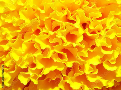 yellow close-up saffron