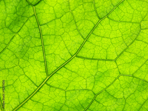 green close-up leaf