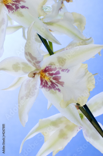 Orchid flowers over blue sky
