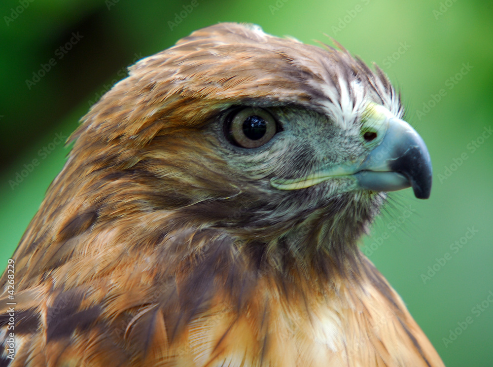 Fototapeta premium Hawk