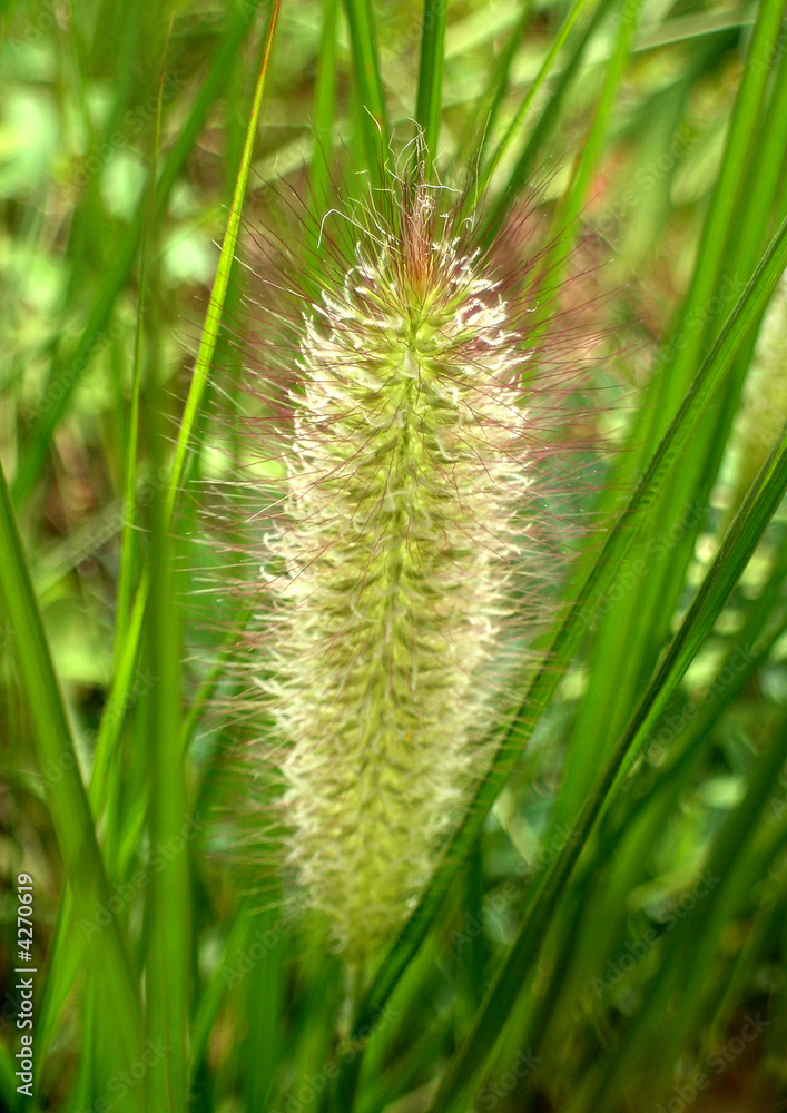 herbe herbe