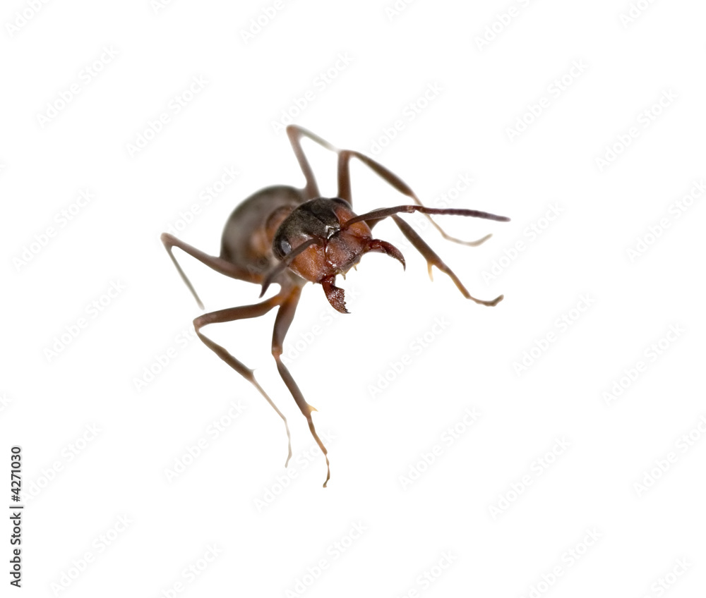 small forest ant small forest ant